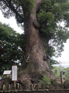 剣柄稲荷神社の樟