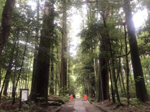 狭野神社参道の杉並木