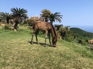 日本在来種の野生馬、都井岬の御崎馬