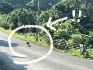 幸島の近く、恋ヶ浦で見かけた猿
