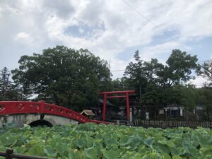 青井阿蘇神社の蓮池