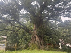 蒲生八幡神社の日本一大きな楠