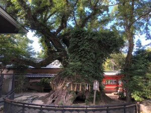 筥崎宮のご神木の大楠