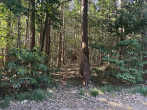 鰐鳴八幡宮の本殿裏散策路