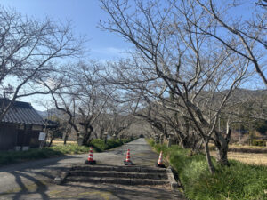 鰐鳴八幡宮の桜並木